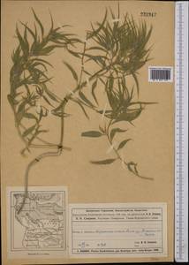 Agriophyllum, Middle Asia, Muyunkumy, Balkhash & Betpak-Dala (M9) (Kazakhstan)