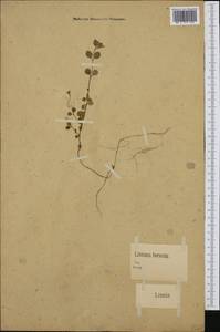 Linnaea borealis L., Western Europe (EUR) (Germany)