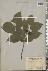 Cornus alba L., Eastern Europe, North-Western region (E2) (Russia)