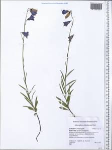 Adenophora himalayana Feer, Middle Asia, Northern & Central Tian Shan (M4) (Kyrgyzstan)