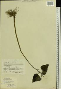 Helianthus annuus L., Eastern Europe, Moscow region (E4a) (Russia)