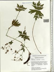 Geranium sylvaticum L., Eastern Europe, Northern region (E1) (Russia)
