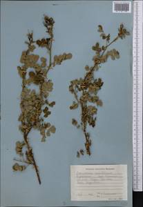 Rosa beggeriana Schrenk, Middle Asia, Western Tian Shan & Karatau (M3) (Kazakhstan)