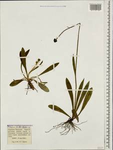 Pilosella leptophyton subsp. leptophyton, Caucasus, Stavropol Krai, Karachay-Cherkessia & Kabardino-Balkaria (K1b) (Russia)