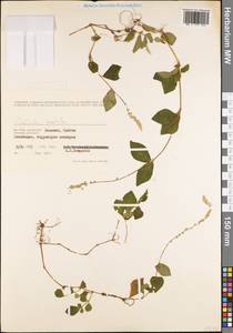 Cyathula prostrata (L.) Blume, South Asia, South Asia (Asia outside ex-Soviet states and Mongolia) (ASIA) (Vietnam)