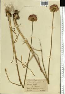 Allium sphaerocephalon L., Eastern Europe, Lower Volga region (E9) (Russia)