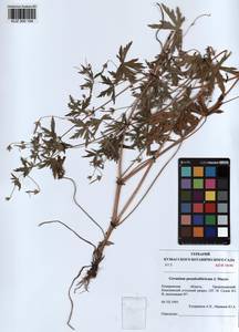 KUZ 000 104, Geranium pseudosibiricum J. Mayer, Siberia, Altai & Sayany Mountains (S2) (Russia)