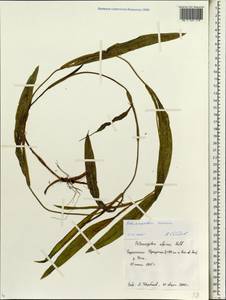 Potamogeton lucens L., Siberia, Baikal & Transbaikal region (S4) (Russia)