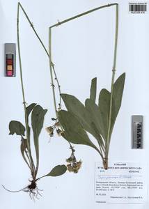 Crepis praemorsa (L.) Tausch, Siberia, Altai & Sayany Mountains (S2) (Russia)