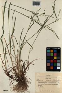 Glyceria notata Chevall., Siberia, Altai & Sayany Mountains (S2) (Russia)