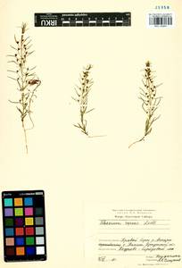 Thesium repens Ledeb., Siberia, Baikal & Transbaikal region (S4) (Russia)