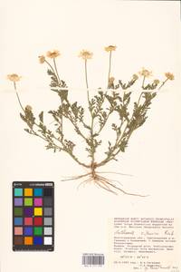 Anthemis ruthenica M. Bieb., Eastern Europe, Lower Volga region (E9) (Russia)