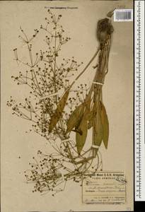 Alisma gramineum Lej., Caucasus, Armenia (K5) (Armenia)
