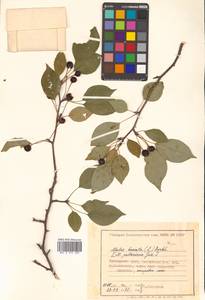 Malus baccata (L.) Borkh., Siberia, Russian Far East (S6) (Russia)