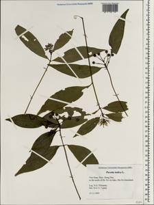 Pavetta indica L., South Asia, South Asia (Asia outside ex-Soviet states and Mongolia) (ASIA) (Vietnam)