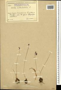 Prospero autumnale (L.) Speta, Caucasus, Black Sea Shore (from Novorossiysk to Adler) (K3) (Russia)