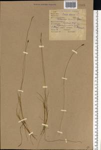 Carex dioica L., Eastern Europe, Eastern region (E10) (Russia)