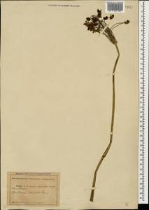 Butomus umbellatus L., Caucasus, Abkhazia (K4a) (Abkhazia)