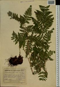 Dryopteris carthusiana (Vill.) H. P. Fuchs, Siberia, Altai & Sayany Mountains (S2) (Russia)