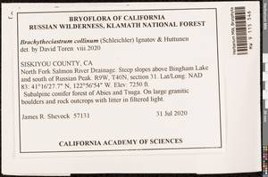 Brachytheciastrum collinum (Schleich. ex Müll. Hal.) Ignatov & Huttunen, Bryophytes, Bryophytes - America (BAm) (United States)