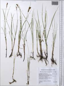 Blysmus compressus (L.) Panz. ex Link, Middle Asia, Northern & Central Tian Shan (M4) (Kyrgyzstan)