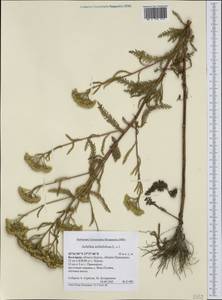 Achillea millefolium L., Western Europe (EUR) (Bulgaria)