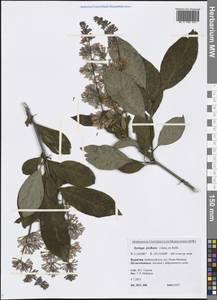 Syringa josikaea J.Jacq. ex Rchb., Siberia, Baikal & Transbaikal region (S4) (Russia)