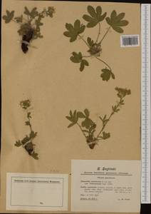 Potentilla caulescens L., Western Europe (EUR) (France)