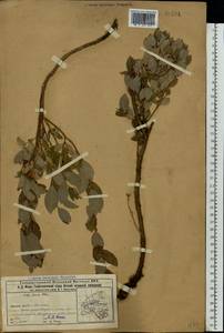 Salix starkeana Willd., Eastern Europe, Volga-Kama region (E7) (Russia)