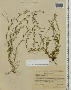 Polygala vulgaris L., Eastern Europe, Central region (E4) (Russia)