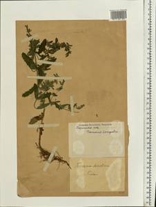 Teucrium scordium L., Eastern Europe, Moldova (E13a) (Moldova)