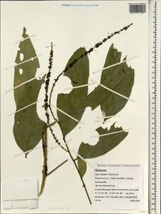 Rutaceae, South Asia, South Asia (Asia outside ex-Soviet states and Mongolia) (ASIA) (Vietnam)
