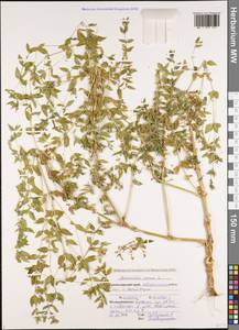 Mercurialis annua L., Caucasus, Black Sea Shore (from Novorossiysk to Adler) (K3) (Russia)