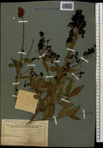 Ligustrum vulgare L., Caucasus, Azerbaijan (K6) (Azerbaijan)