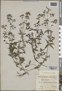 Galium boreale L., Siberia, Central Siberia (S3) (Russia)