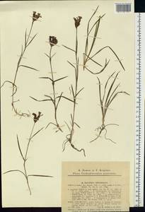 Dianthus spiculifolius Schur, Eastern Europe, West Ukrainian region (E13) (Ukraine)