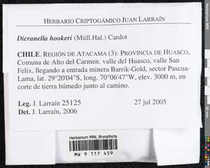 Dicranella hookeri (Müll. Hal.) Cardot, Bryophytes, Bryophytes - America (BAm) (Chile)