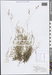 Poa annua L., Eastern Europe, Moscow region (E4a) (Russia)