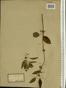 Chaiturus marrubiastrum (L.) Ehrh. ex Rchb., Eastern Europe, South Ukrainian region (E12) (Ukraine)