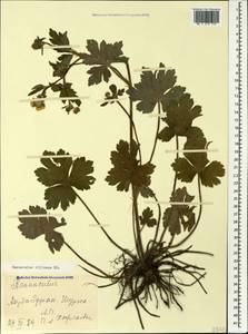 Ranunculus constantinopolitanus var. villosus (DC.) Mobayen & Maleki, Caucasus, Azerbaijan (K6) (Azerbaijan)