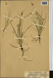 Carex depressa subsp. transsilvanica (Schur) K.Richt., Western Europe (EUR)