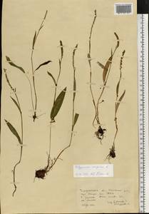 Bistorta vivipara (L.) Delarbre, Eastern Europe, West Ukrainian region (E13) (Ukraine)