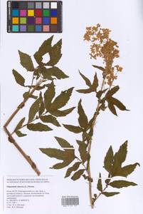Filipendula ulmaria (L.) Maxim., Eastern Europe, Northern region (E1) (Russia)