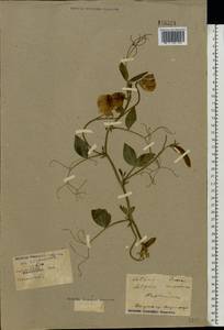 Lathyrus latifolius L., Eastern Europe, Central region (E4) (Russia)