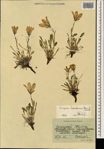 Campanula tridentata subsp. biebersteiniana (Schult.) Ogan., Caucasus, Stavropol Krai, Karachay-Cherkessia & Kabardino-Balkaria (K1b) (Russia)