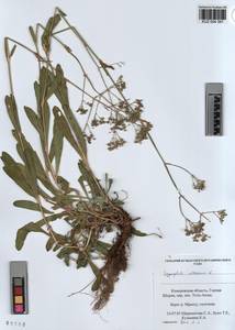 KUZ 004 391, Gypsophila altissima L., Siberia, Altai & Sayany Mountains (S2) (Russia)