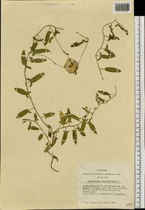 Convolvulus chinensis Ker Gawl., Siberia, Altai & Sayany Mountains (S2) (Russia)