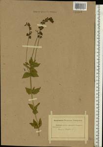 Veronica teucrium L., Eastern Europe, Rostov Oblast (E12a) (Russia)