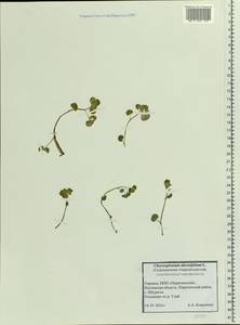 Chrysosplenium alternifolium L., Eastern Europe, North Ukrainian region (E11) (Ukraine)