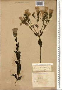 Linum hypericifolium Salisb., Caucasus (no precise locality) (K0)